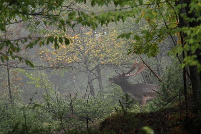 Daino: colorazione del mantello e altro...